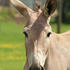 Young Somali Wild Ass