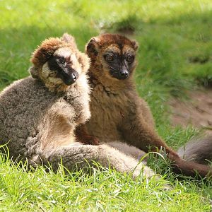Red Fronted Lemur and hybrid Red Fronted X Red Bellied