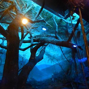 May. 2014 - Jungle Trails - Aye-Aye Exhibit