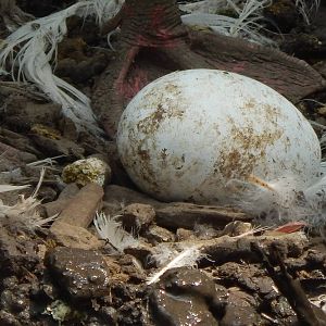 May. 2014 - Rhino Reserve - Greater Flamingo Egg