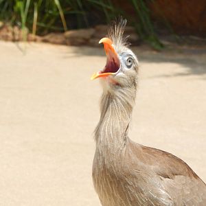 May. 2014 - Wings of Wonder - Red-legged Seriema