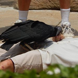 May. 2014 - Wings of Wonder Bird Show - Black Vulture Standing on a Particu
