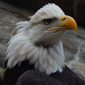 May. 2014 - Wings of Wonder Bird Show - Happy Memorial Day