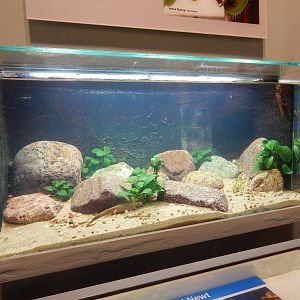 May. 2014 - World of the Insect - Fire-bellied Newt Tank (New 2014)