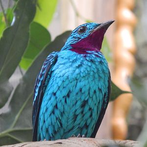 May. 2014 - World of the Insect - Spangled Cotinga