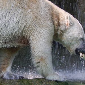 May. 2014 - Lords of the Arctic - Little One