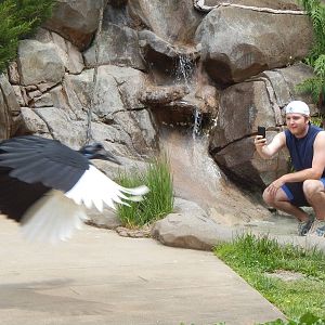 May. 2014 - Wings of Wonder Bird Show - Hornbill Collision About to Happen