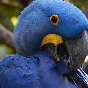 May. 2014 - Wings of the World - Azul