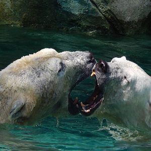 May. 2014 - Lords of the Arctic - Polar Bear Play Fight Over Food