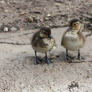 Duckling update, 24th May 2014