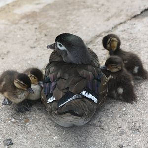 Duckling update, 24th May 2014