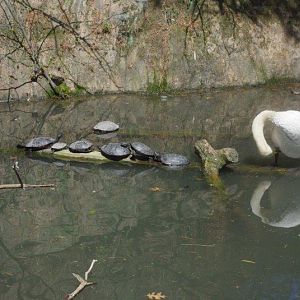 Swan & Turtles