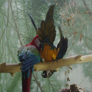 Macaws