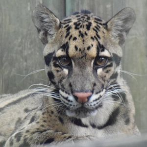 Clouded Leopard