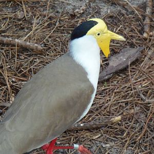 Masked Lapwing