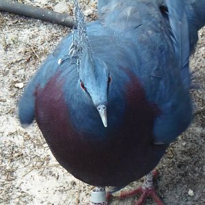 Victoria Crowned Pigeon