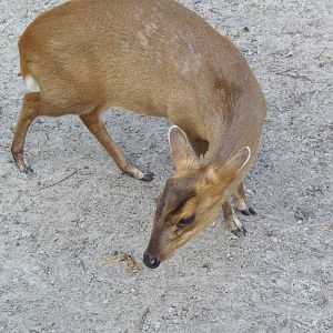 Reeve's Muntjac