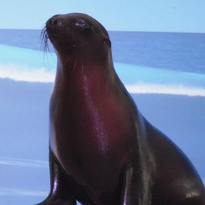 California Sea Lion