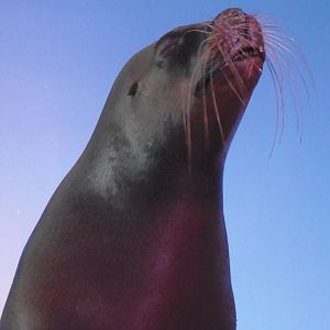 Patagonian Sea Lion