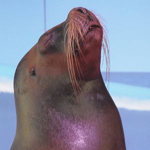 Patagonian Sea Lion