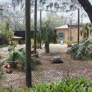 Monkey/Duiker/Tortoise Exhibit