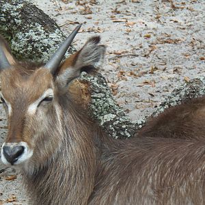 Ellipsen Waterbuck