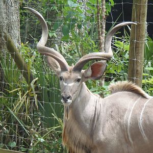 Greater Kudu