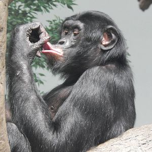 May. 2014 - Jungle Trails - Vernon (Bonobo)