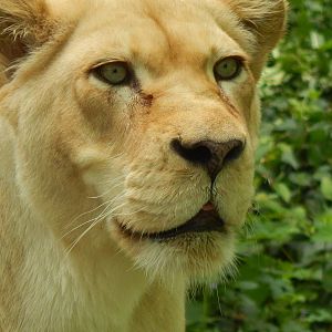 May. 2014 - White Lions of Timbavati - Prosperity