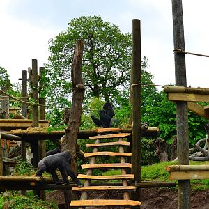 Gorilla frame finished