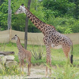 May. 2014 - Giraffe Ridge - Nasha + Tessa