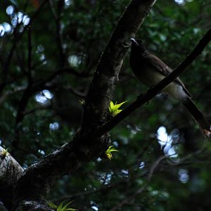 Brown Jay at Curi Cancha, 20/04/14