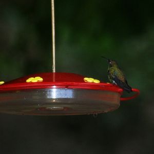 Coppery-headed Emerald at Curi Cancha, 20/04/14