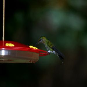 Green-crowned Brilliant at Curi Cancha, 20/04/14