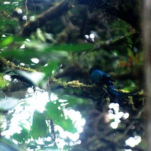Resplendent Quetzal at Curi Cancha, 20/04/14