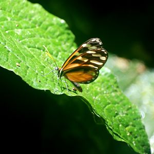 Butterfly at Curi Cancha, 20/04/14