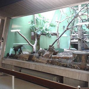 Enclosure Owl-faced monkeys