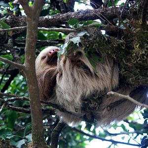 Hoffmann's Two-toed Sloth in Santa Elena, 20/04/14