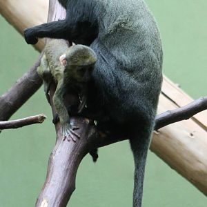 Owl-faced monkey with young