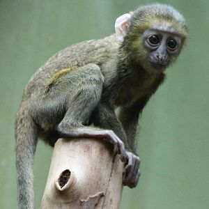 Baby Owl-faced monkey