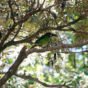 Blue-throated Toucanet at Monteverde Lodge, 20/04/14