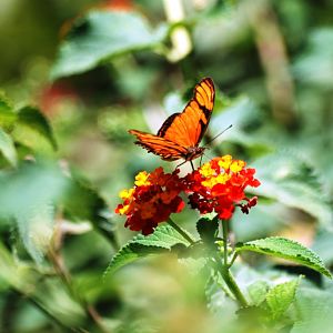 Butterfly at Monteverde Lodge, 20/04/14