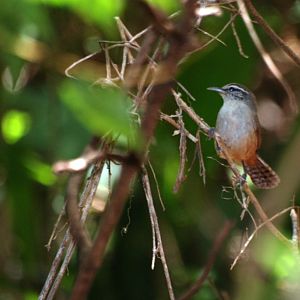 Rufous-and-White Wren at Monteverde Lodge, 20/04/14