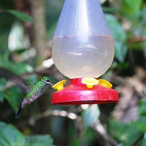 Green-crowned Brilliant at Monteverde Hummingbird Gallery, 20/04/14
