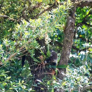 White-nosed Coati at Monteverde Reserve, 20/04/14