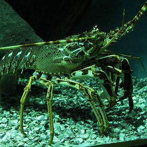 Common Spiny Lobster (Palinurus elephas)