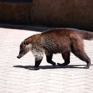 White-nosed Coati at Monteverde Reserve, 20/04/14