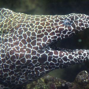 Honeycomb Moray Eel (Gymnothorax favagineus)