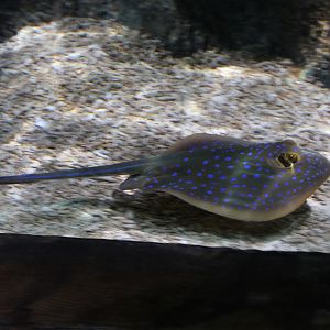 Blue-spotted Stingray (Taeniura lymma)