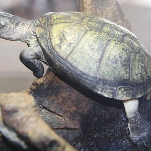 West African Mud Turtle (Pelusios castaneus)